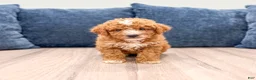 Mini Goldendoodle dogs for sale: Myla - Ad 1