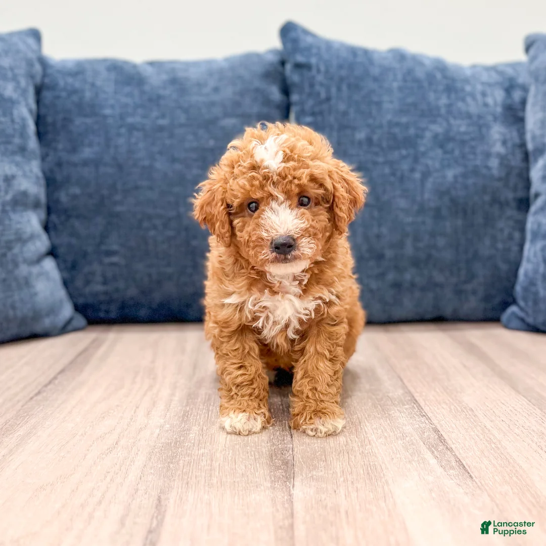 Mini Goldendoodle dogs for sale: Myla - Ad 1