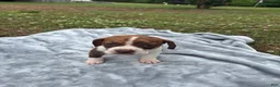 Mixed Breed dogs for sale: Charlie  - Ad 3