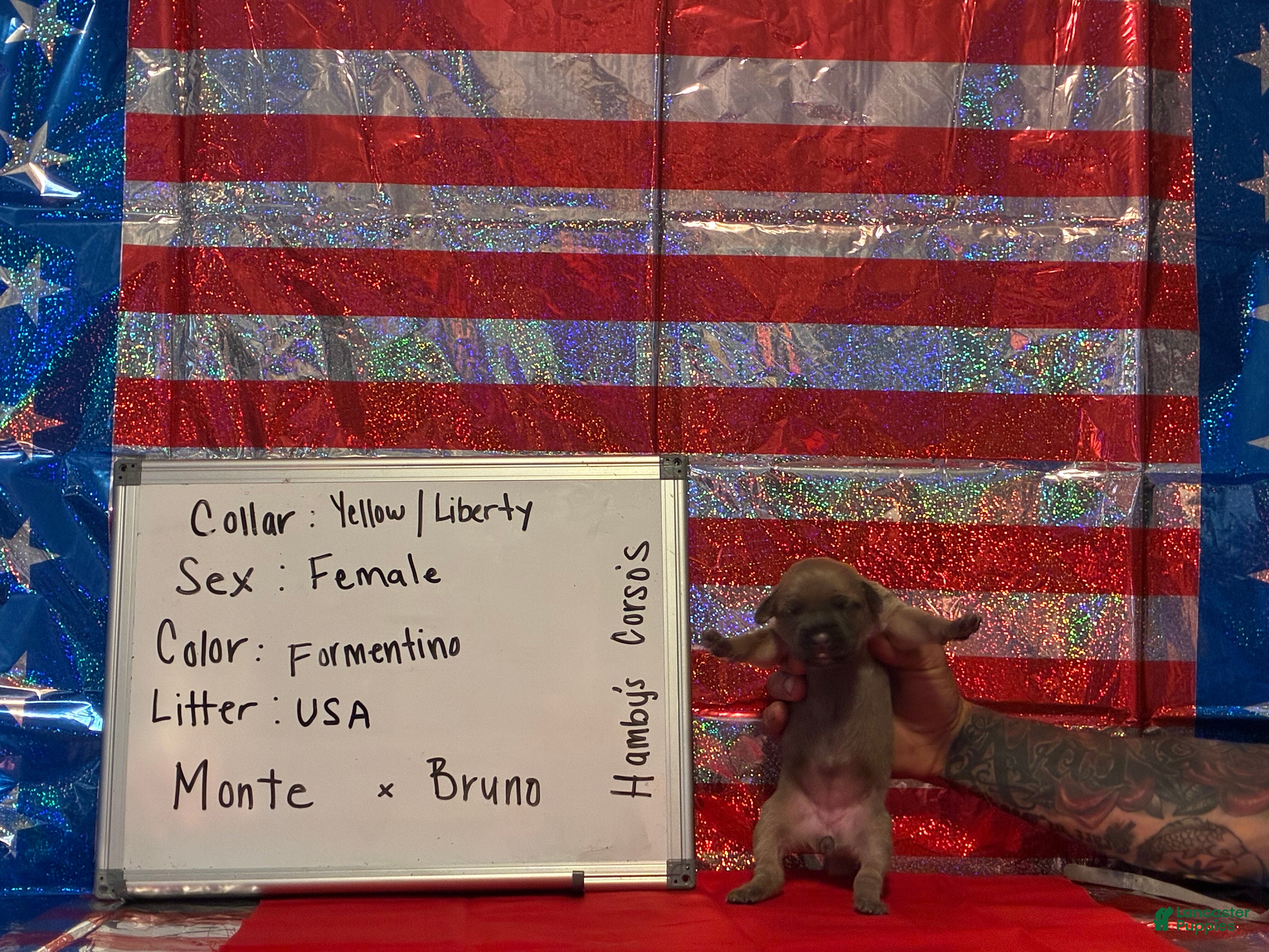 Cane Corso dogs Liberty - Ad 32