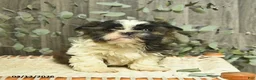 Shih Tzu dogs for sale: Ricky - Ad 1