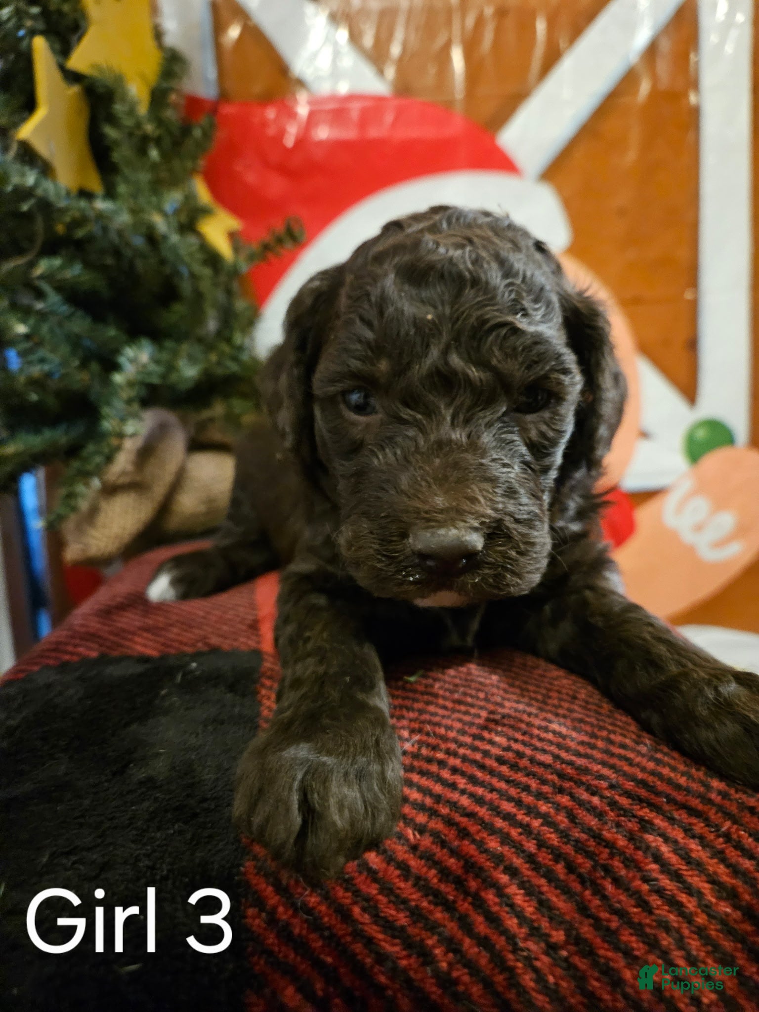 Mixed Breed dogs Girl #3 - Ad 32