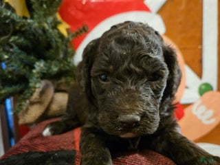 Mixed Breed dogs Girl #3 - Ad 32