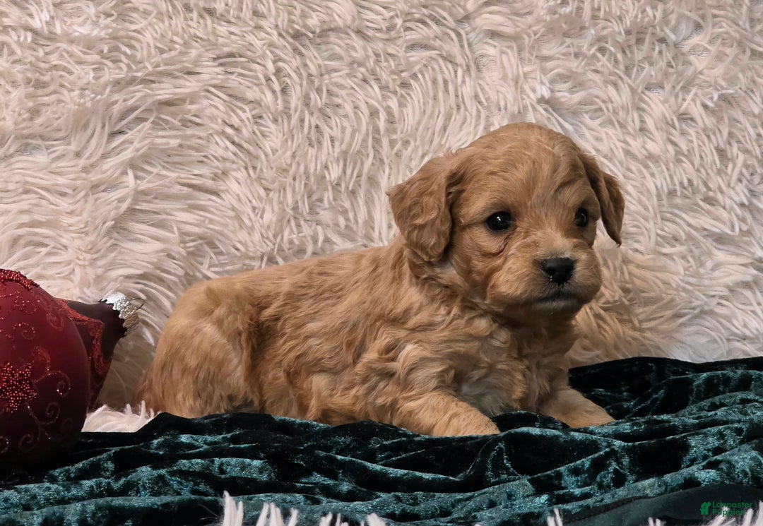 Mini Goldendoodle dogs for sale: Jaxon - Ad 4
