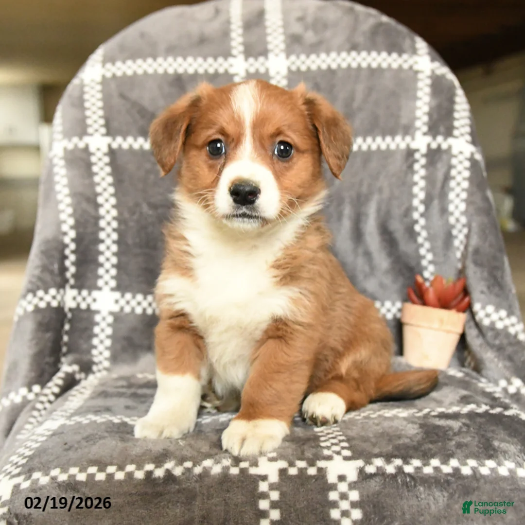 Mixed Breed dogs for sale: Lady - Ad 1