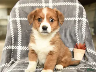 Mixed Breed dogs for sale: Lady - Ad 3