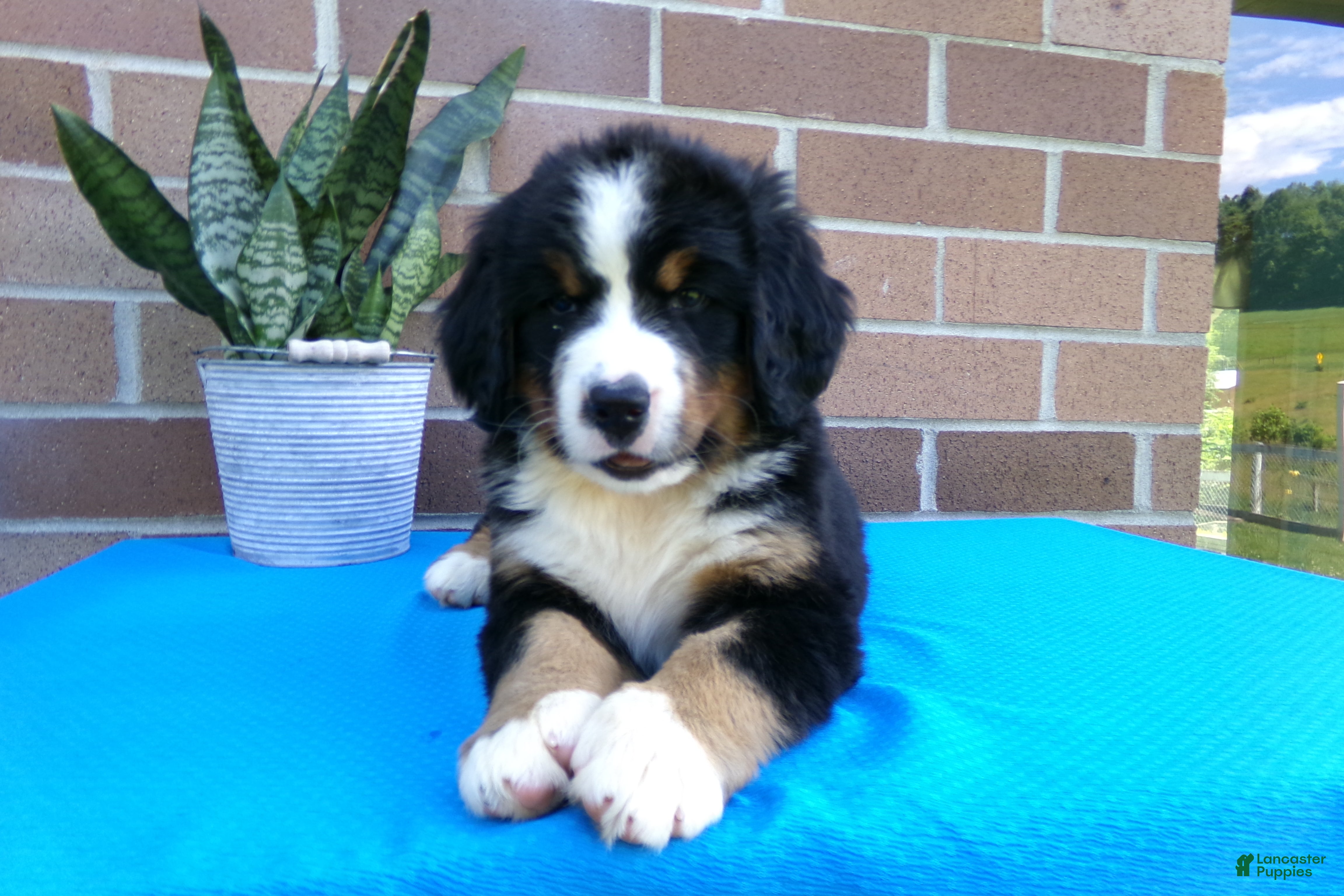 Bernese Mountain Dog dogs for sale: Tulip - Ad 3