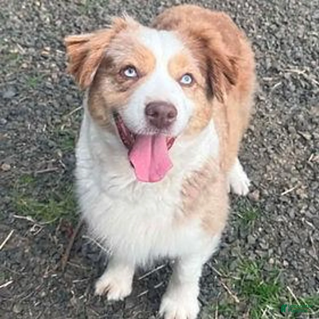 Miniature Australian Shepherd dogs for sale: Red Merle female - Ad 4