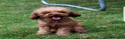 Toy Poodle dogs for sale: Tiny Asher - Ad 12