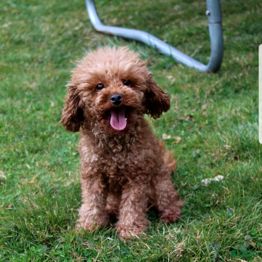 Toy Poodle dogs for sale: Tiny Asher - Ad 12