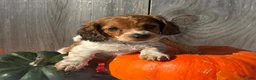 Miniature Dachshund dogs for sale: Hunter - Ad 8