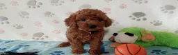 Toy Poodle dogs for sale: Ace  - Ad 2