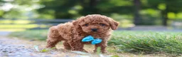 Cavapoo dogs for sale: Nash - Ad 5
