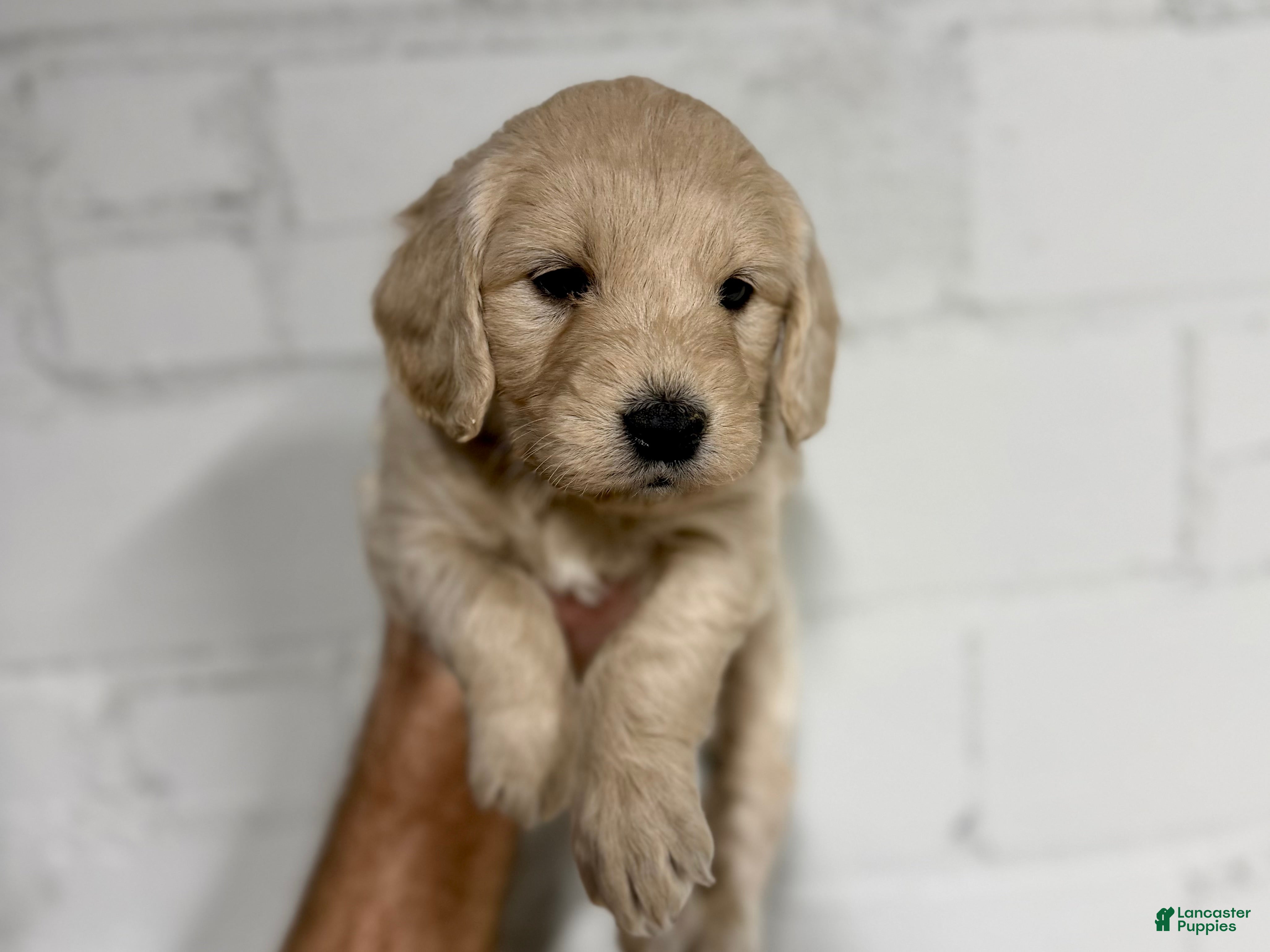 Mini Goldendoodle dogs Aspen  - Ad 18