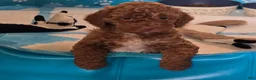 Goldendoodle dogs for sale: Piper - Ad 5