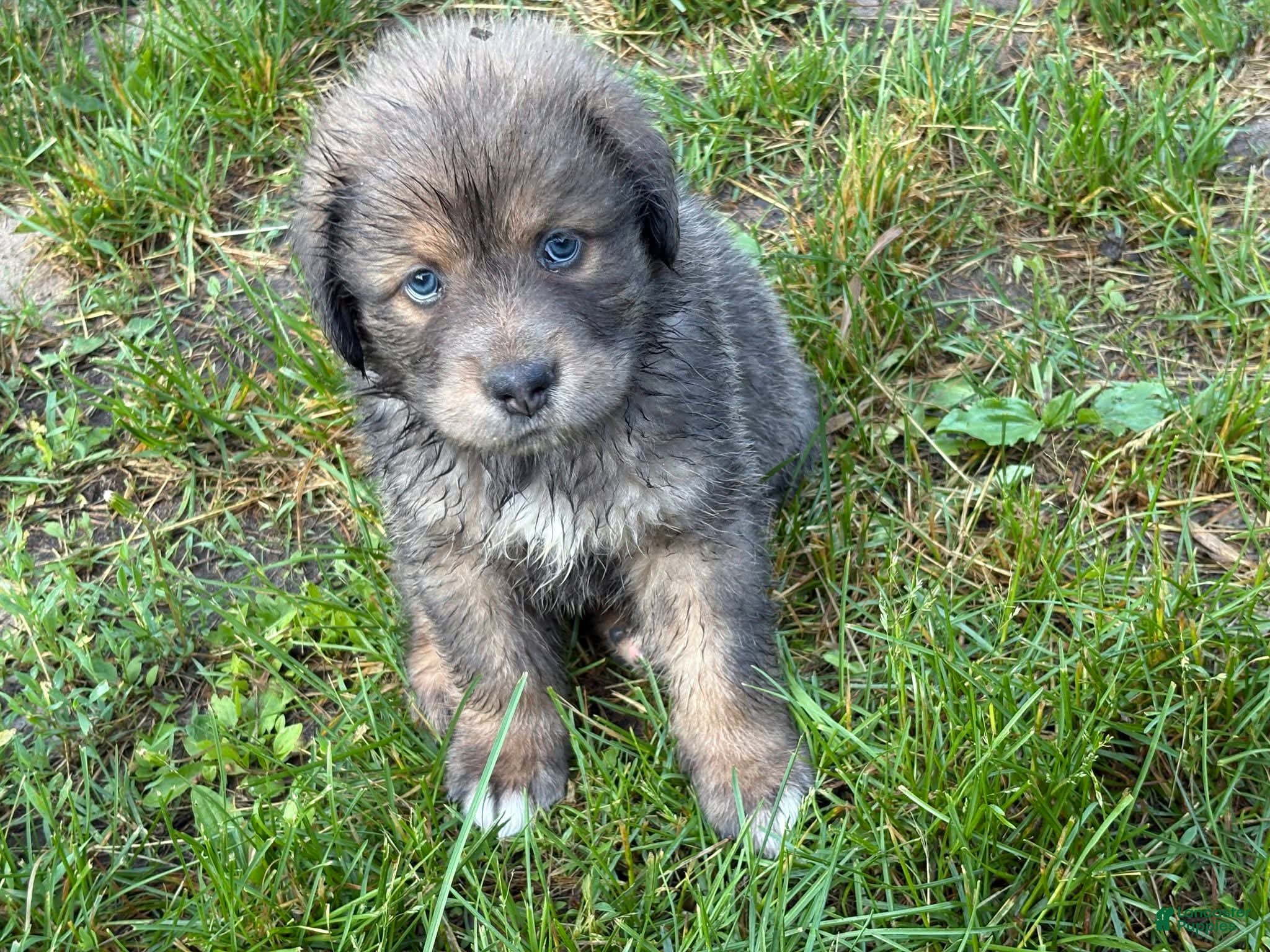 Tibetan Mastiff dogs Cleo - Ad 4