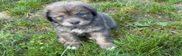 Tibetan Mastiff dogs for sale: Cleo - Ad 1