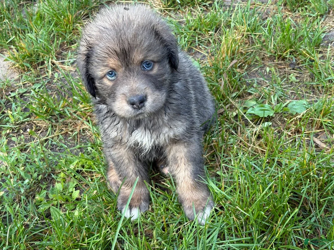 Tibetan Mastiff dogs for sale: Cleo - Ad 1