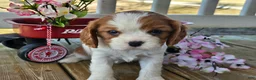 Cavalier King Charles Spaniel dogs for sale: Dolly - Ad 1