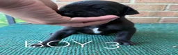 Great Dane dogs for sale: Male pup - Ad 5