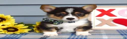 Welsh Corgi Pembroke dogs for sale: Wiley - Ad 8