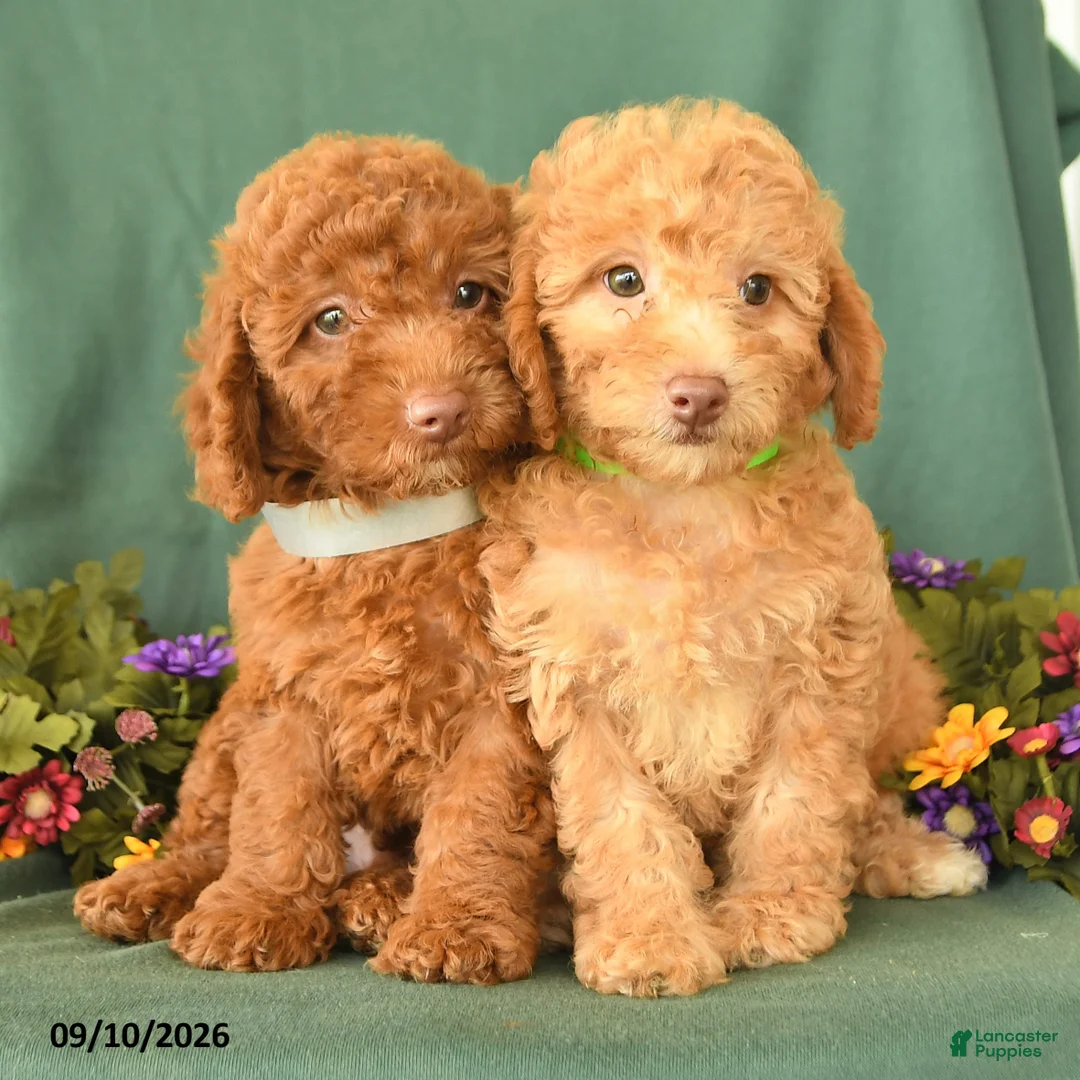 Toy Poodle dogs for sale: Patricia - Ad 3