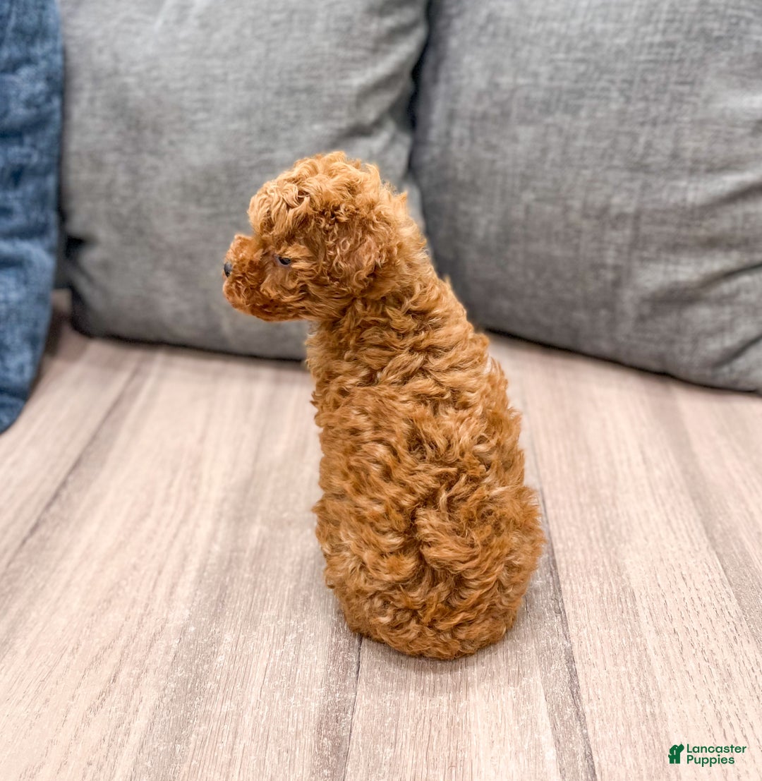 Toy Poodle dogs for sale: Hailey - Ad 5