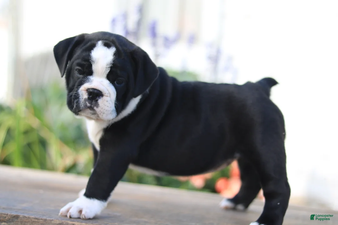 Beabull dogs for sale: Lily - Ad 2