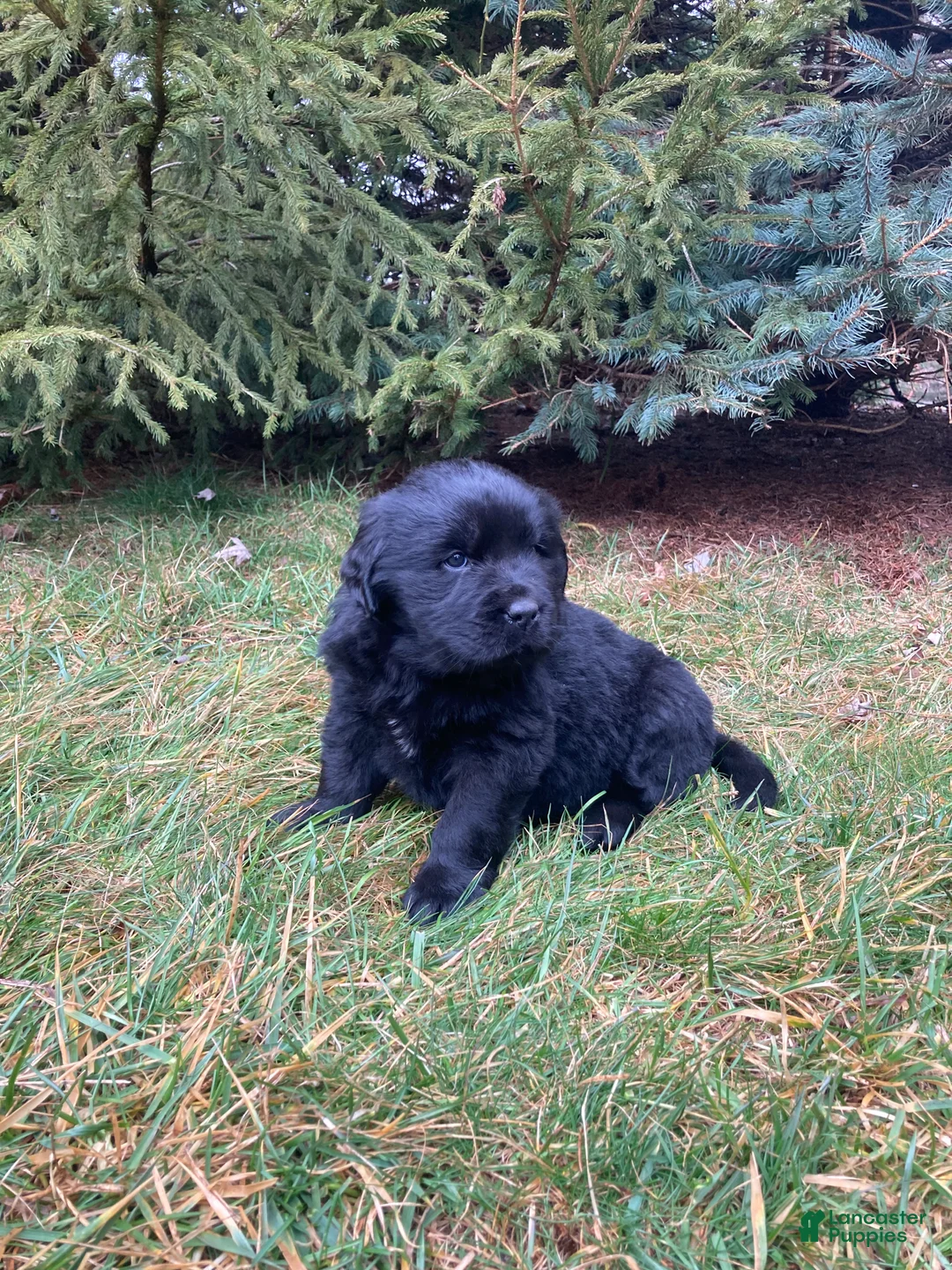 Newfoundland dogs for sale: Stella - Ad 1