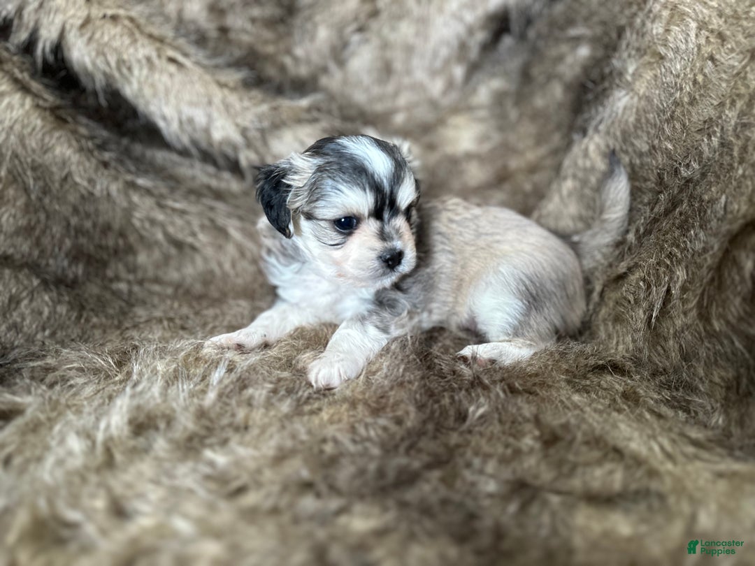 Mixed Breed dogs for sale: Ryan - Ad 10