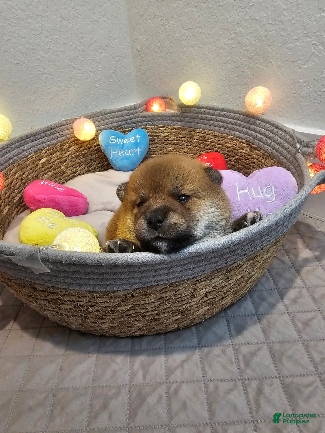 Shiba Inu dogs for sale: Kaito - Ad 4