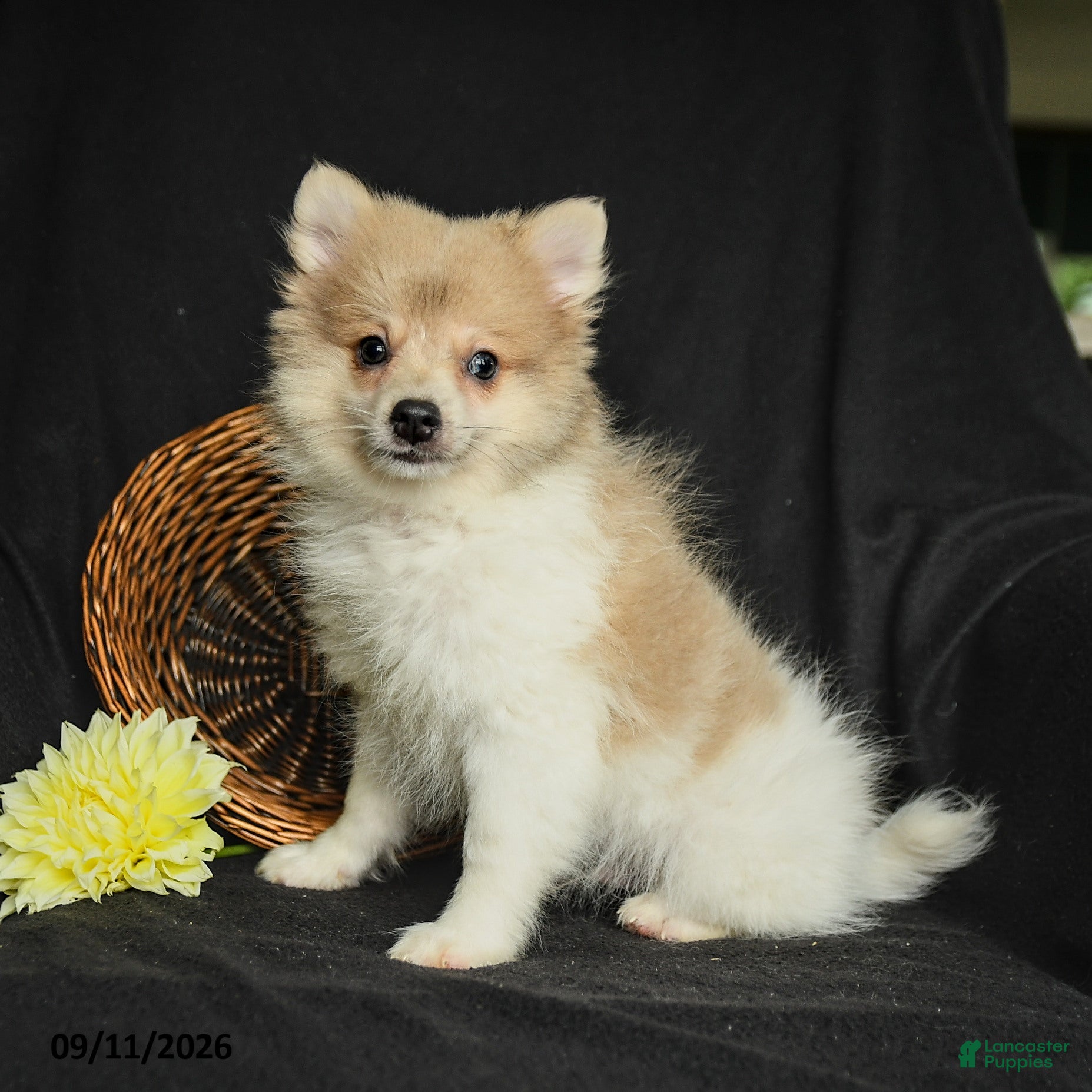 Pomeranian dogs Porter - Ad 1