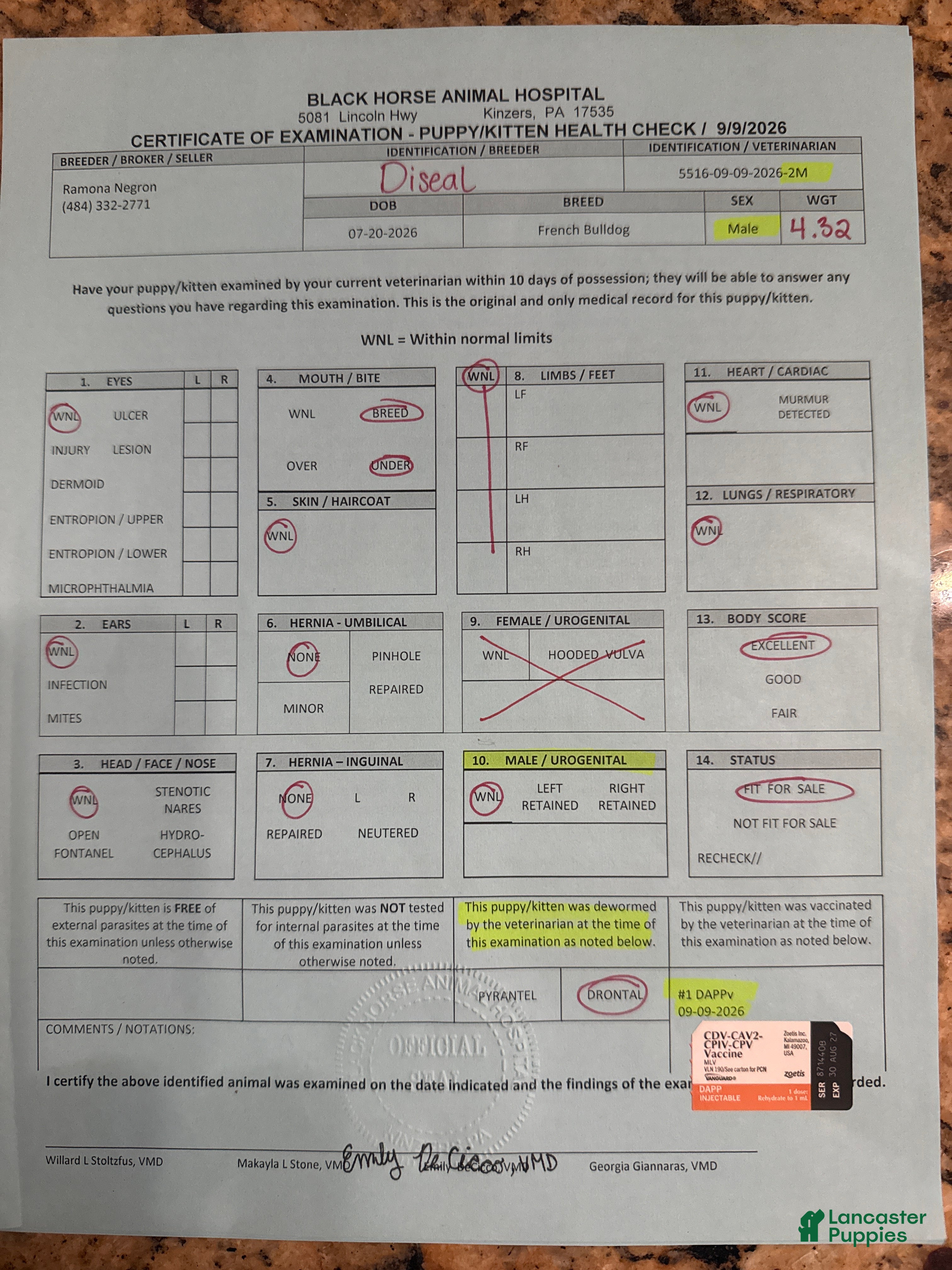 French Bulldog dogs Diesel  - Ad 2