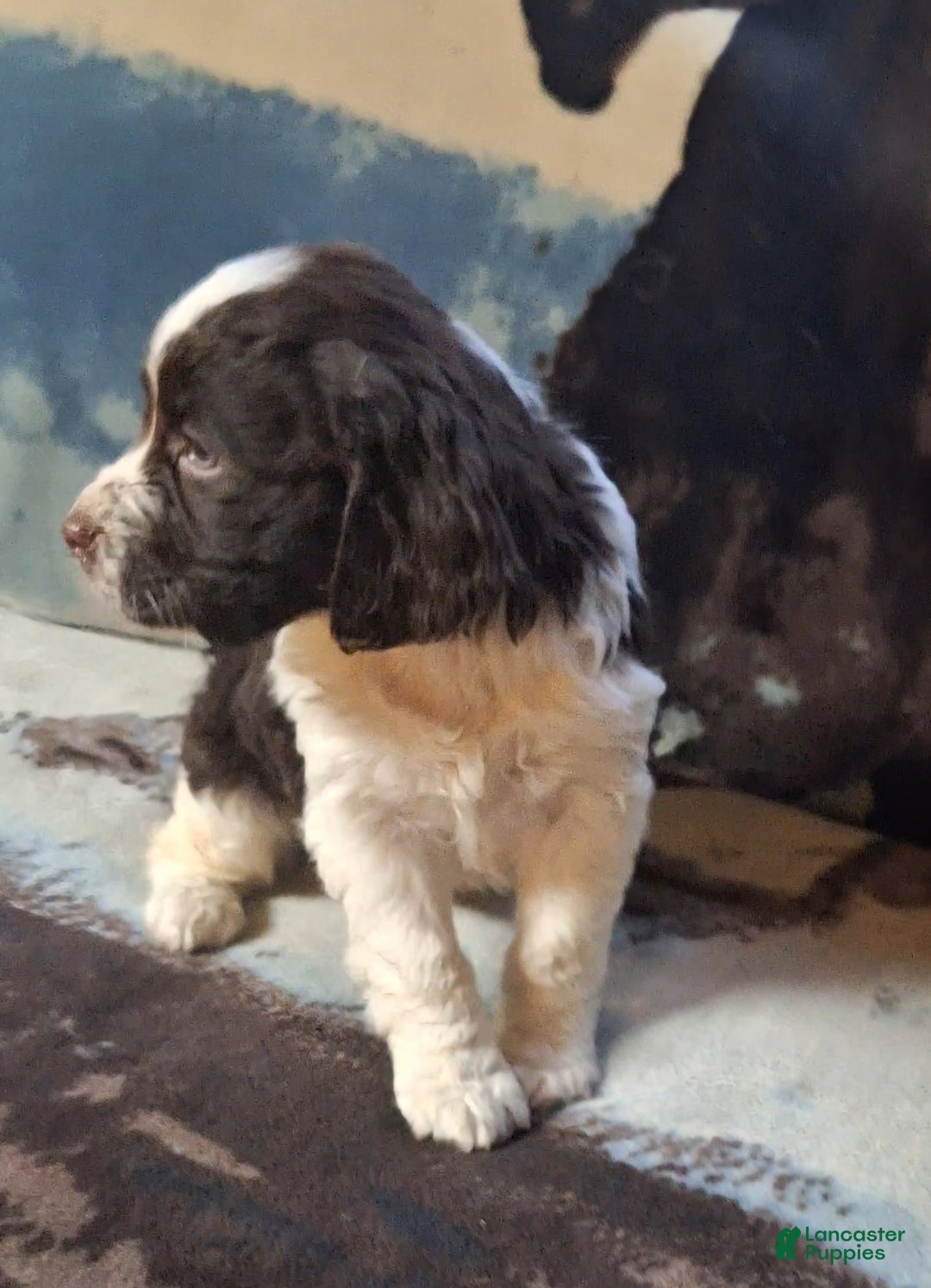 English Springer Spaniel dogs for sale: Sammy - Ad 3
