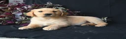 Golden Retriever dogs for sale: Ash  - Ad 1