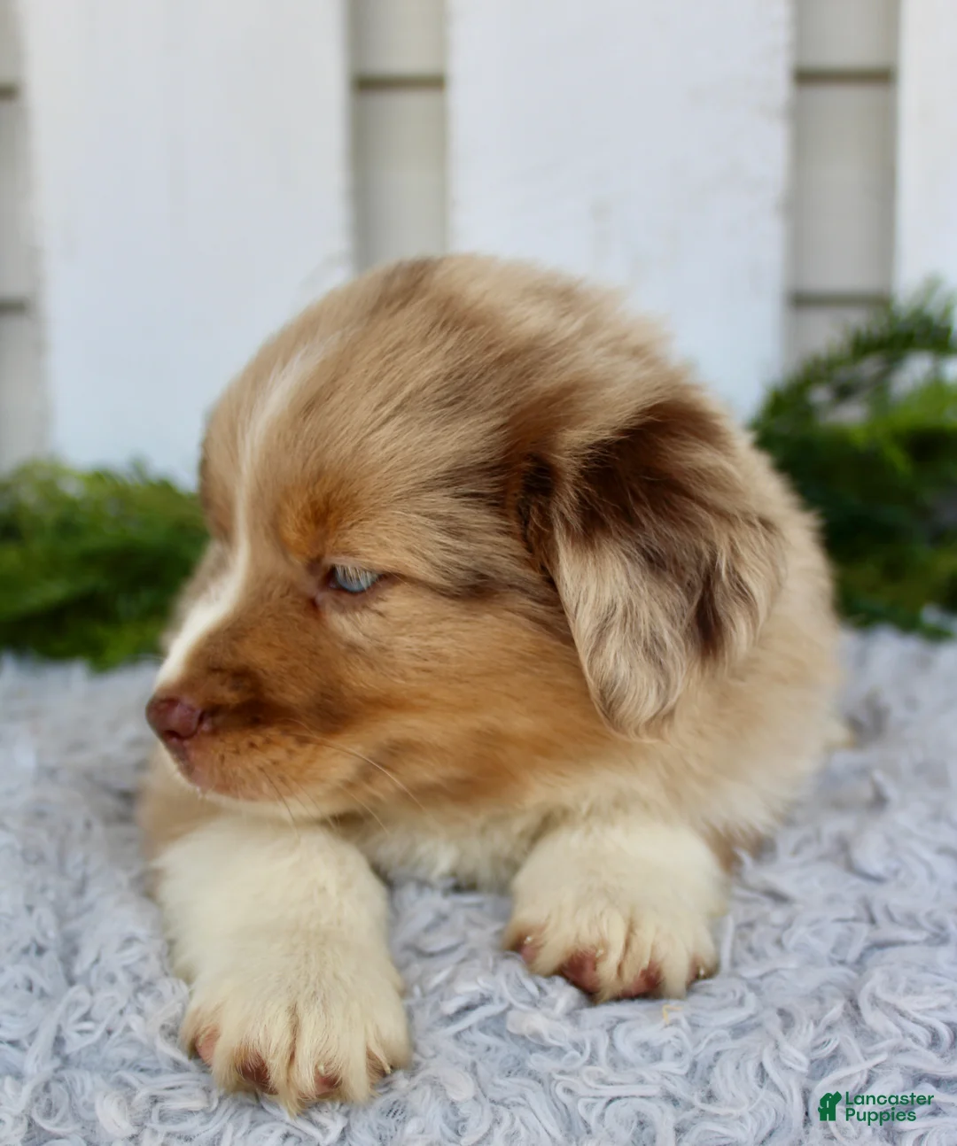 Miniature Australian Shepherd dogs for sale: Miniature Australian Shepherd 1 - Ad 4