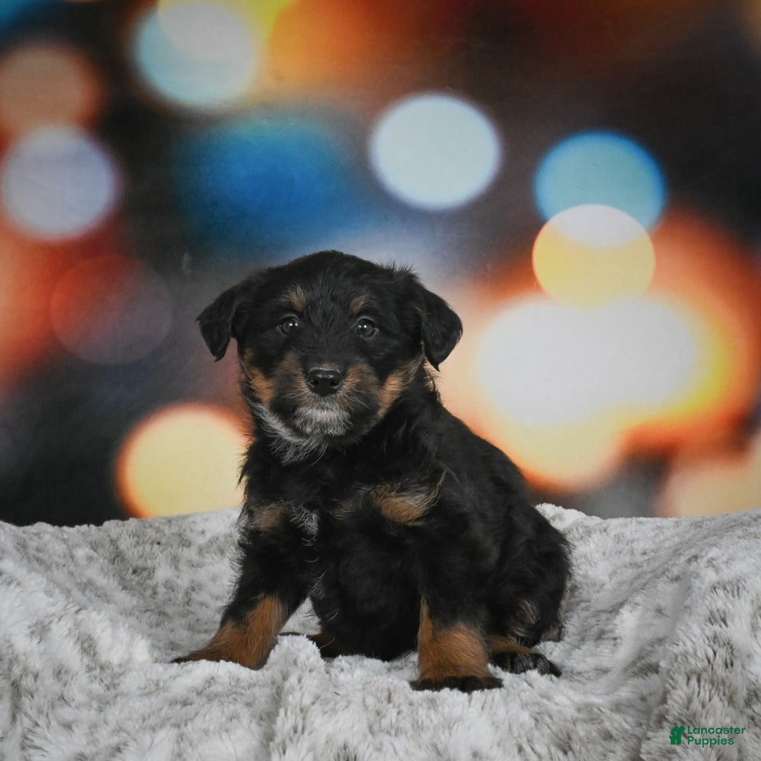Mixed Breed dogs for sale: Violet - Ad 2