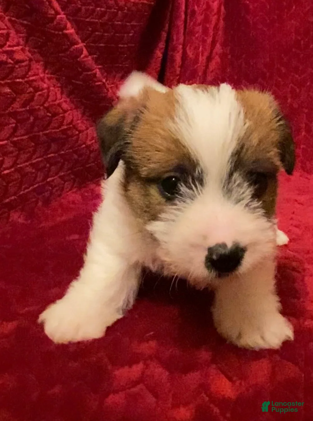 Jack Russell Terrier dogs for sale: Jack Russell Terrier Puppy 2 - Ad 7