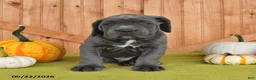 Cane Corso dogs for sale: Cowboy - Ad 3