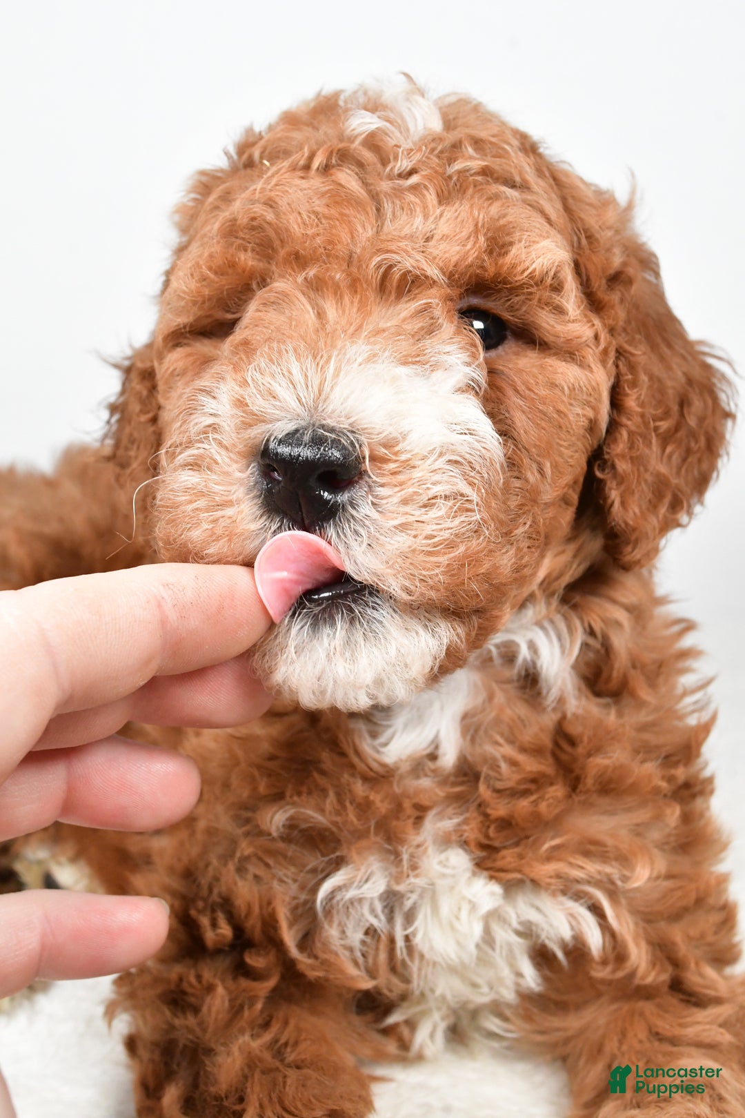 Labradoodle dogs for sale: Nikki - Ad 3