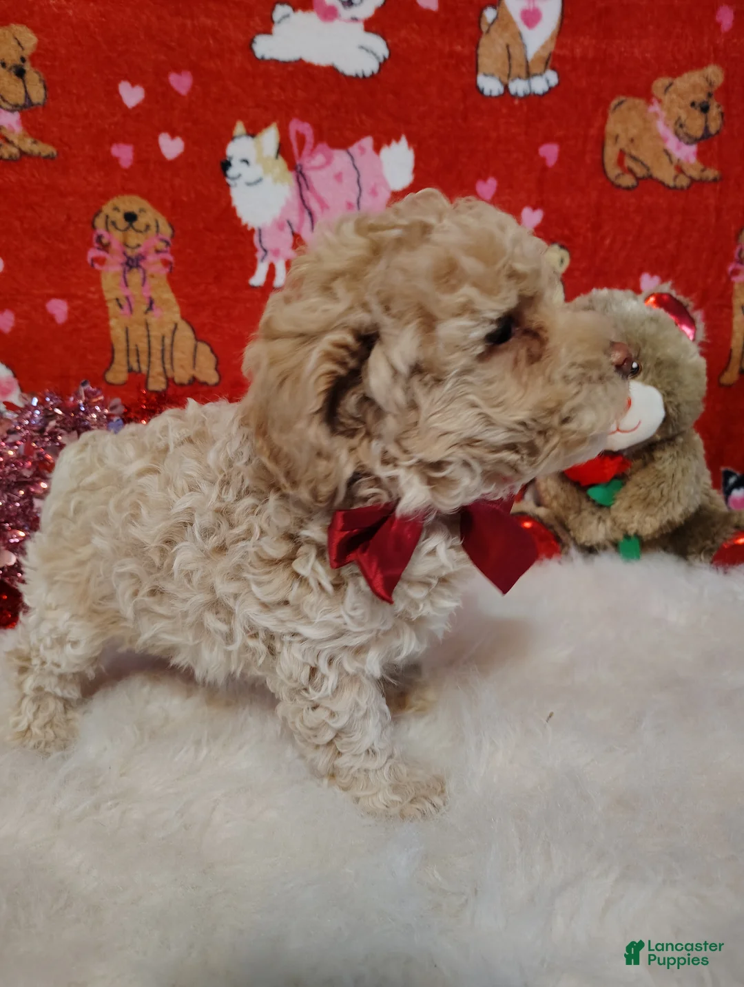 Toy Poodle dogs for sale: Prince - Ad 4