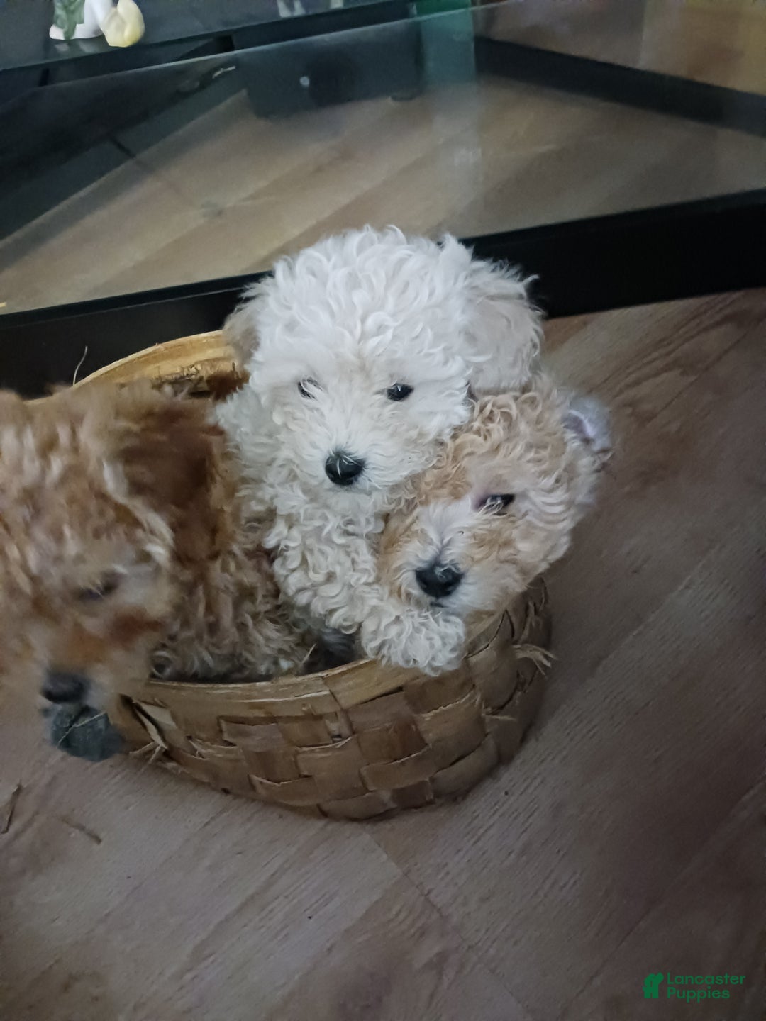 Toy Poodle dogs for sale: Dolly - Ad 8
