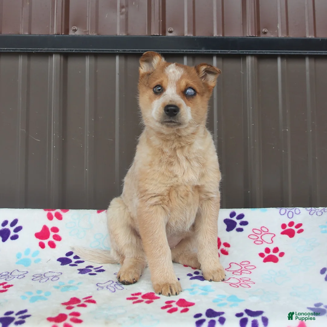 Mixed Breed dogs for sale: Diva - Ad 3