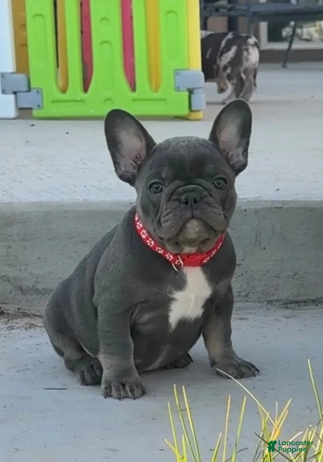French Bulldog dogs for sale: Breeze - Ad 10