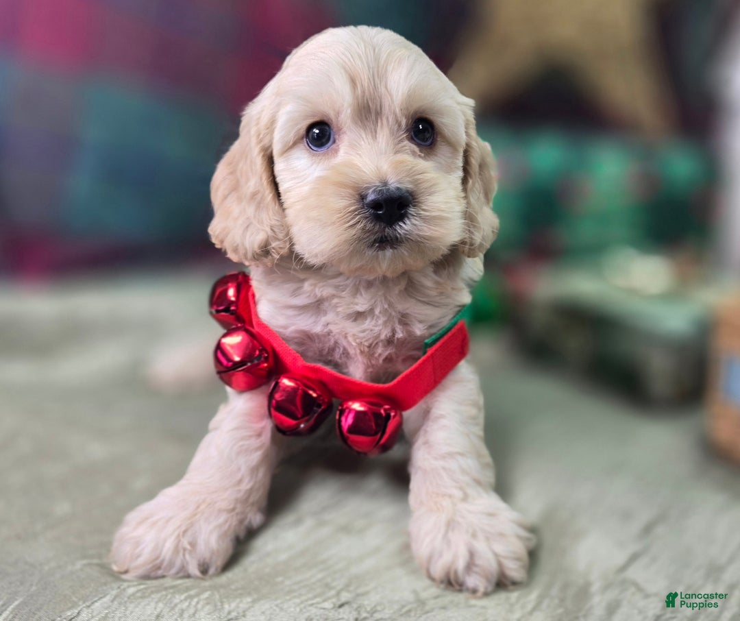 Cockapoo dogs for sale: Lieutenant Pete - Ad 22