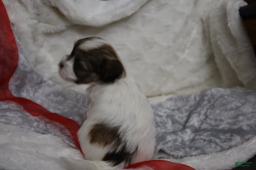 Havanese dogs for sale: Sugar Bun - Ad 3