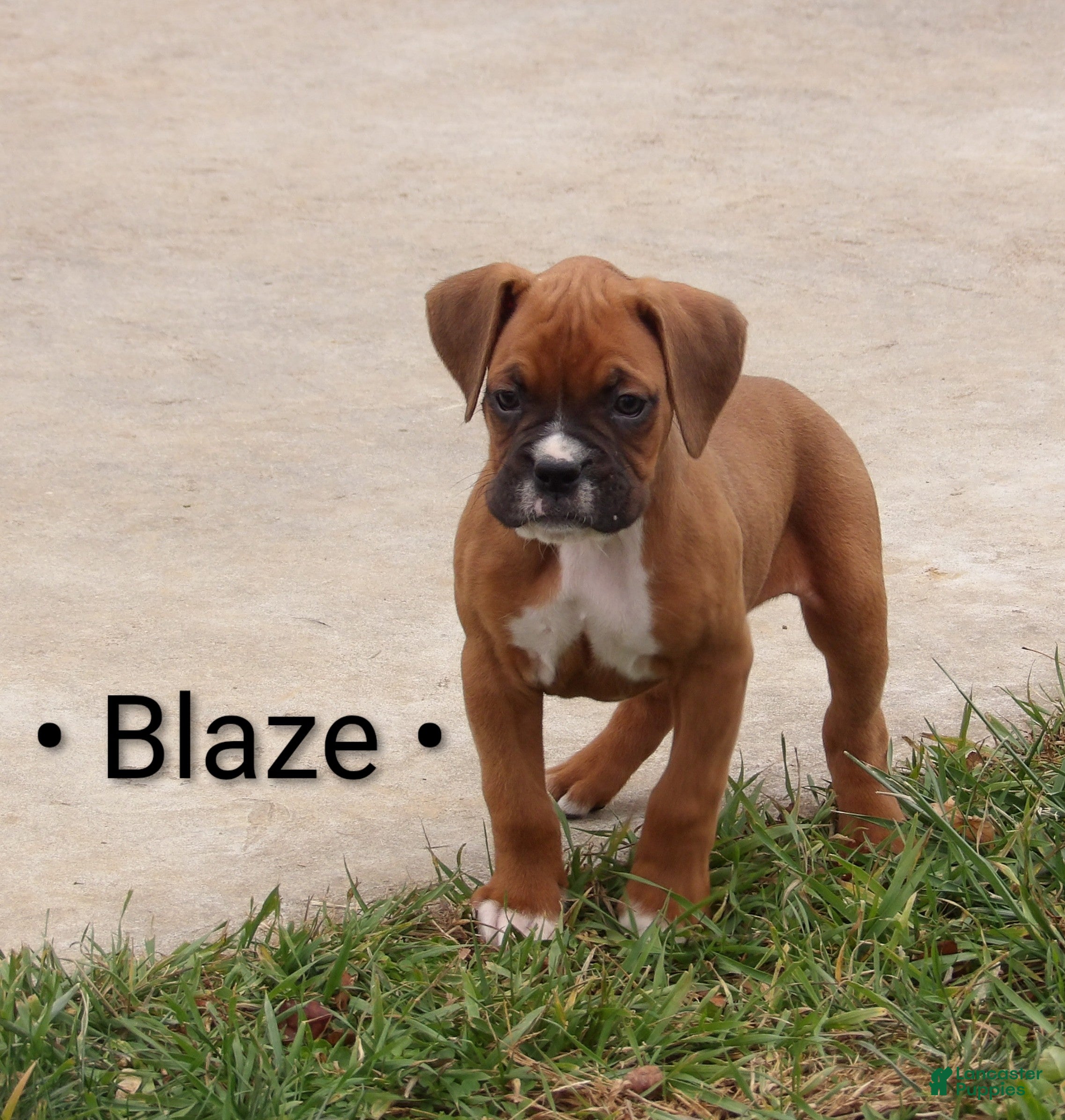 Boxer dogs Blaze - Ad 17