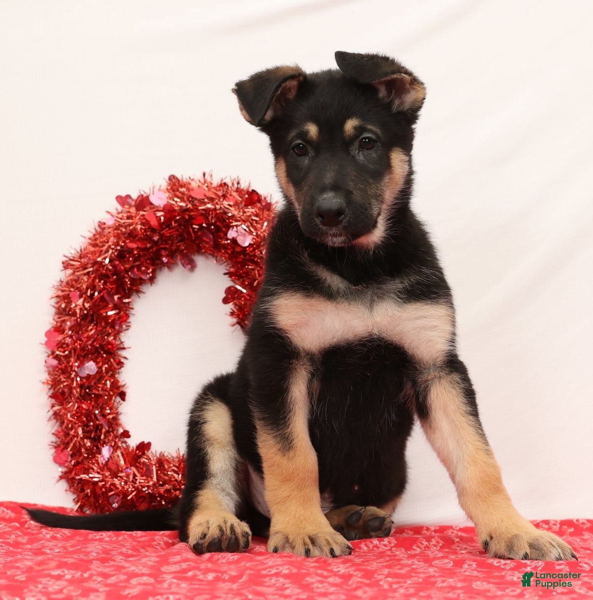 German Shepherd dogs Marco - Ad 3