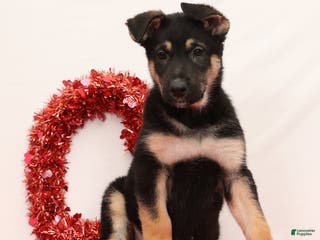 German Shepherd dogs Marco - Ad 3