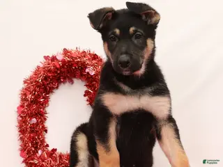 German Shepherd dogs Marco - Ad 8